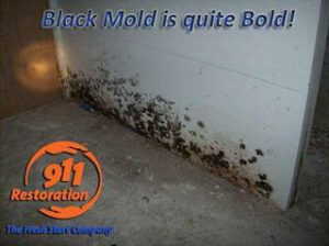 mold removal Baltimore black mold